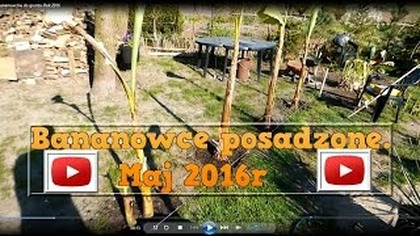 135. Sadzenie bananowców do gruntu 1-2 maj 2016