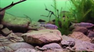 400 l - Akwarium biotopowe.  Płycizna rzeki Huaijiu, Pekin, Chiny.