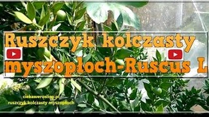 98 Cz. 1- Ruszczyk kolczasty, myszopłoch uprawa, pielęgnacja, zimowanie, forum