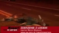 Potrącony łoś