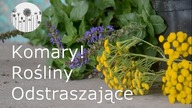 Jak pozbyć się komar&oacute;w z ogrodu i tarasu? Rośliny odstraszające komary.