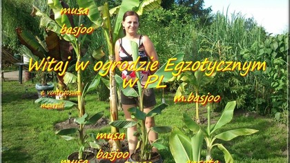 29    Wiosna 2014-Ogródek a w nim , palmy , bananowce , juki , paulownie itp Część 3