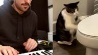 Toilet Cat x Axel F (Crazy Frog) #cat #remix #crazyfrog