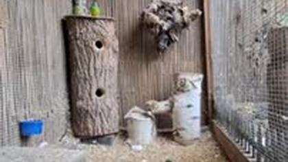 Papugi Świergotki * 22. 02. 2026