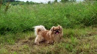 Niusio (2002-2017).  Wspomnienie mojego pekińczyka