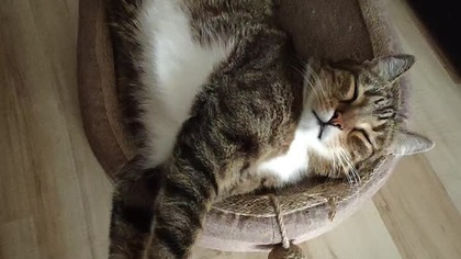 Najlepszy prezent dla kota z Chin #temu #aliexpress