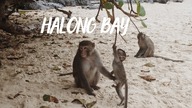 WYSPA MAŁP I HALONG BAY | WIETNAM, CAT BA | Karsa w Azji