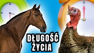 Porównanie długości życia zwierząt na wsi 3D | CzyWieszJak