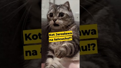 Kot Jarosława na łańcuchu!? #Polityka #kot #Kaczyński #batyr