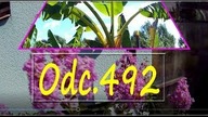 Odc. 492-Kwitnący bez południa, uprawa, zimowanie, lato 2018r (dron) Rośliny egzotyczne w Polsce