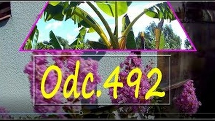 Odc. 492-Kwitnący bez południa, uprawa, zimowanie, lato 2018r (dron) Rośliny egzotyczne w Polsce