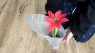 #249 Jak pielęgnować amarylis/zwartnicę (Hippeastrum) przez cały rok?