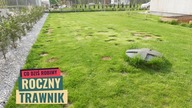 Nasz roczny trawnik.  Koszenie i pielęgnacja