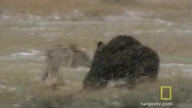Wolf Hunting Tactics