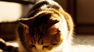Cat trip.