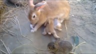 LiveLeak - How Baby Rabbits Feeding Milk From Their Mother