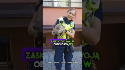 Na ratunek małego dzika ruszyła straż miejska