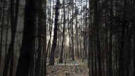 O czym szumi las? / album Płyń