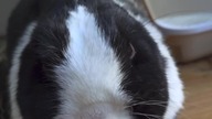 Myślałem, że królik coś knuje zobacz DO KOŃCA 