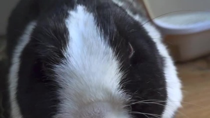 Myślałem, że królik coś knuje zobacz DO KOŃCA 