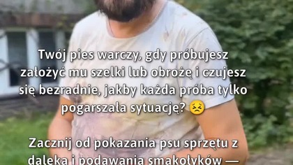 Jak nauczyć psa pozytywnych skojarzeń z obrożą?  #Pies #TreningPsa #Obroża