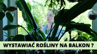 Jakie rośliny, kwiaty domowe możemy wystawić na zewnątrz? Wystawianie roślin na balkon, do ogrodu