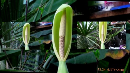 Odc 385Kwitnąca Alocasia Calidora.  06 01 2018r