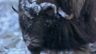 03 Ice Age