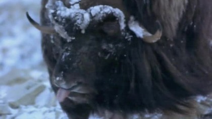 03 Ice Age