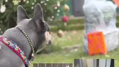 Secik w schronisku, z podarunkami.