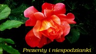 Prezenty i niespodzianki