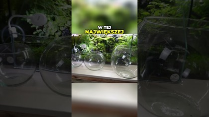 Zero filtracji i podmian, a krewetki żyją! Jak to działa? 