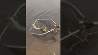 Szczupak wziął przy brzegu z opadu na spinning