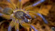 Harpactira pulchripes z RPA! Oraz dwa inne z Ameryki południowej