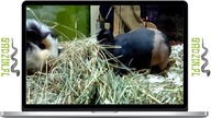 Łysa świnka morska cavia