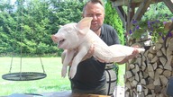 Lechon Pieczony prosiak / Oddaszfartucha