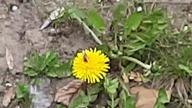 Bumblebees on the flowers 