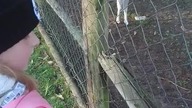 karmienie w zoo   ...  #shortvideo