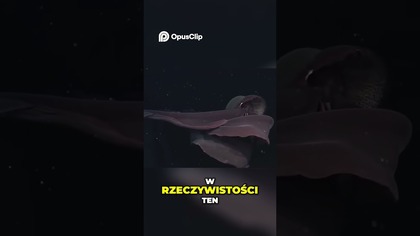 Meduza Widmo Gigantyczna Tajemnica Głębin Morskich!