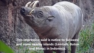Most Beautiful Wild Pigs In The World