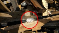 ZOBACZYŁ KOTA wyrzuconego DO ŚMIETNIKA, później stało się coś NIEZWYKŁEGO