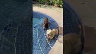 Pieskie zycie labradora i goldena