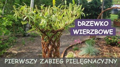  Drzewko wierzbowe - pierwszy zabieg pielęgnacyjny.