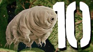 10 niesamowitych zwierząt z supermocami [TOPOWA DYCHA]