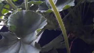 Wieczorową porą na balkonie