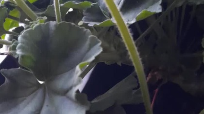 Wieczorową porą na balkonie