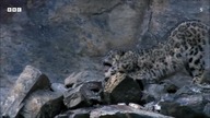 Panthera uncia - Snow Leopards tribute - Mirrors