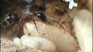 Mrówki #ants #nature #hodowla #insects