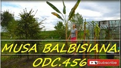 Odc-456-Banan Musa balbisiana. Bardzo szybki wzrost, sadzenie do gruntu.