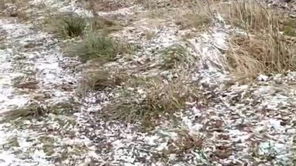 Śnieg, mróz i las, czyli zimowy Spacer z Rubikiem w Koszalinie! Q&A z lasu, pogadanka! Pies i natura